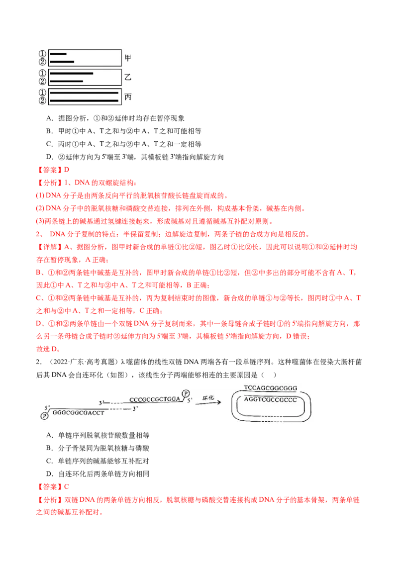 第21讲DNA分子的结构、复制与基因的本质（练习）（解析版）_2024年新高考资料_1.2024一轮复习_2024年高考生物一轮复习讲练测（新教材新高考）