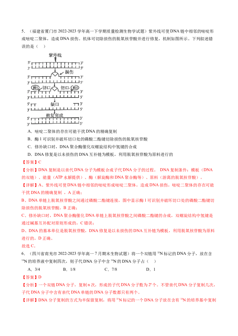 第21讲DNA分子的结构、复制与基因的本质（练习）（解析版）_2024年新高考资料_1.2024一轮复习_2024年高考生物一轮复习讲练测（新教材新高考）