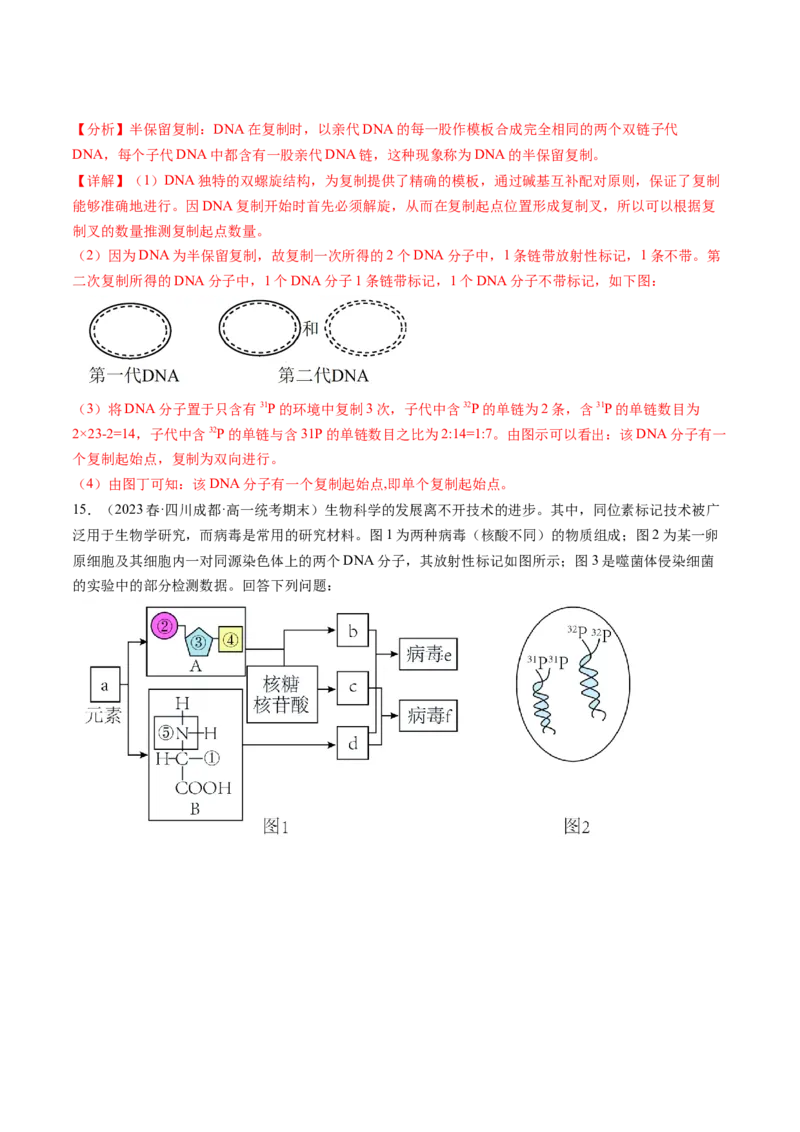 第21讲DNA分子的结构、复制与基因的本质（练习）（解析版）_2024年新高考资料_1.2024一轮复习_2024年高考生物一轮复习讲练测（新教材新高考）