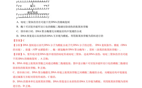 第21讲DNA分子的结构、复制与基因的本质（练习）（解析版）_2024年新高考资料_1.2024一轮复习_2024年高考生物一轮复习讲练测（新教材新高考）