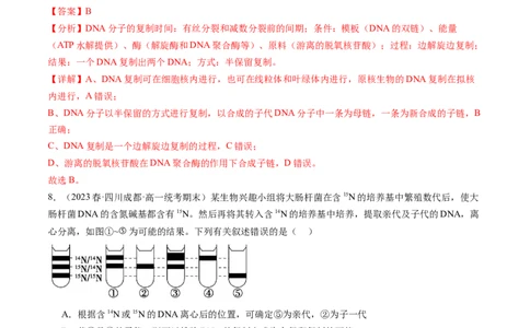 第21讲DNA分子的结构、复制与基因的本质（练习）（解析版）_2024年新高考资料_1.2024一轮复习_2024年高考生物一轮复习讲练测（新教材新高考）