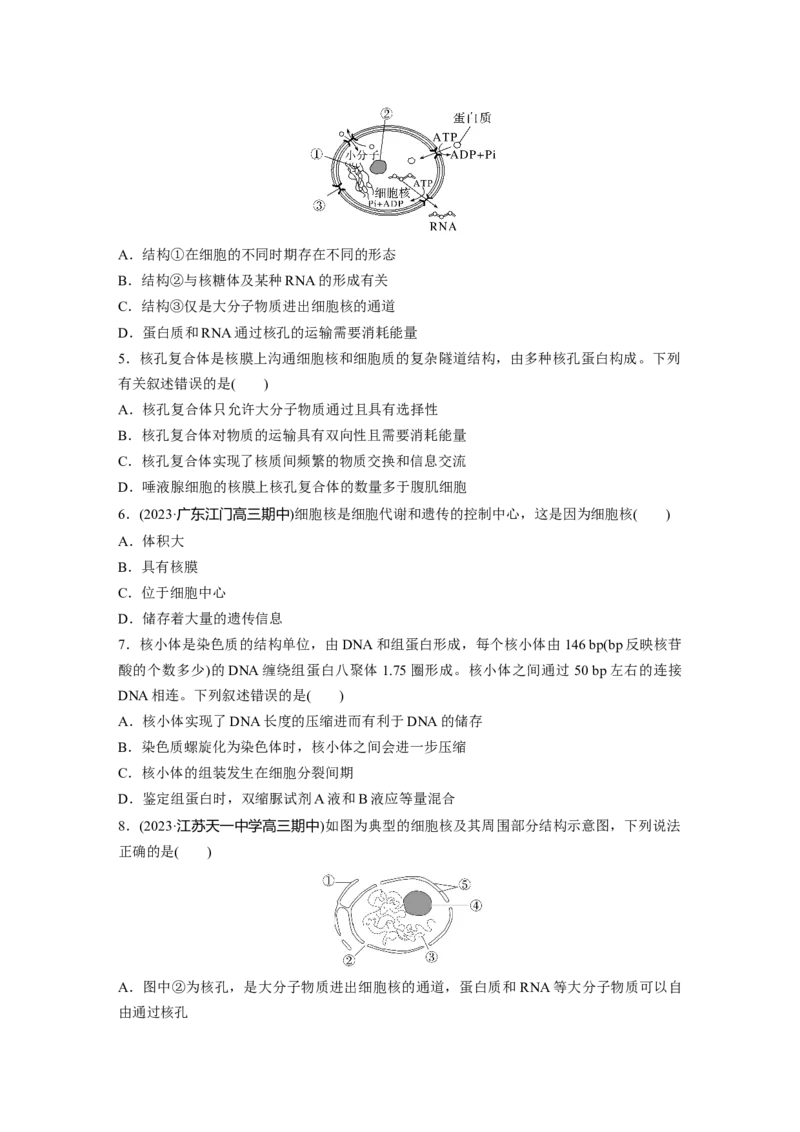 第2单元　课时练3　细胞核的结构和功能_2024年新高考资料_1.2024一轮复习_2024年高考生物一轮复习讲义（新人教版）_学生版在此文件夹_一轮复习69练