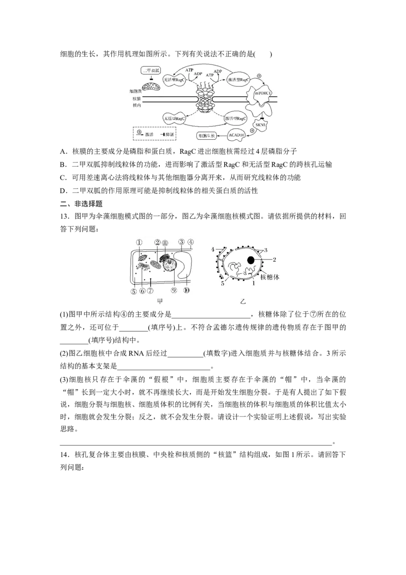 第2单元　课时练3　细胞核的结构和功能_2024年新高考资料_1.2024一轮复习_2024年高考生物一轮复习讲义（新人教版）_学生版在此文件夹_一轮复习69练