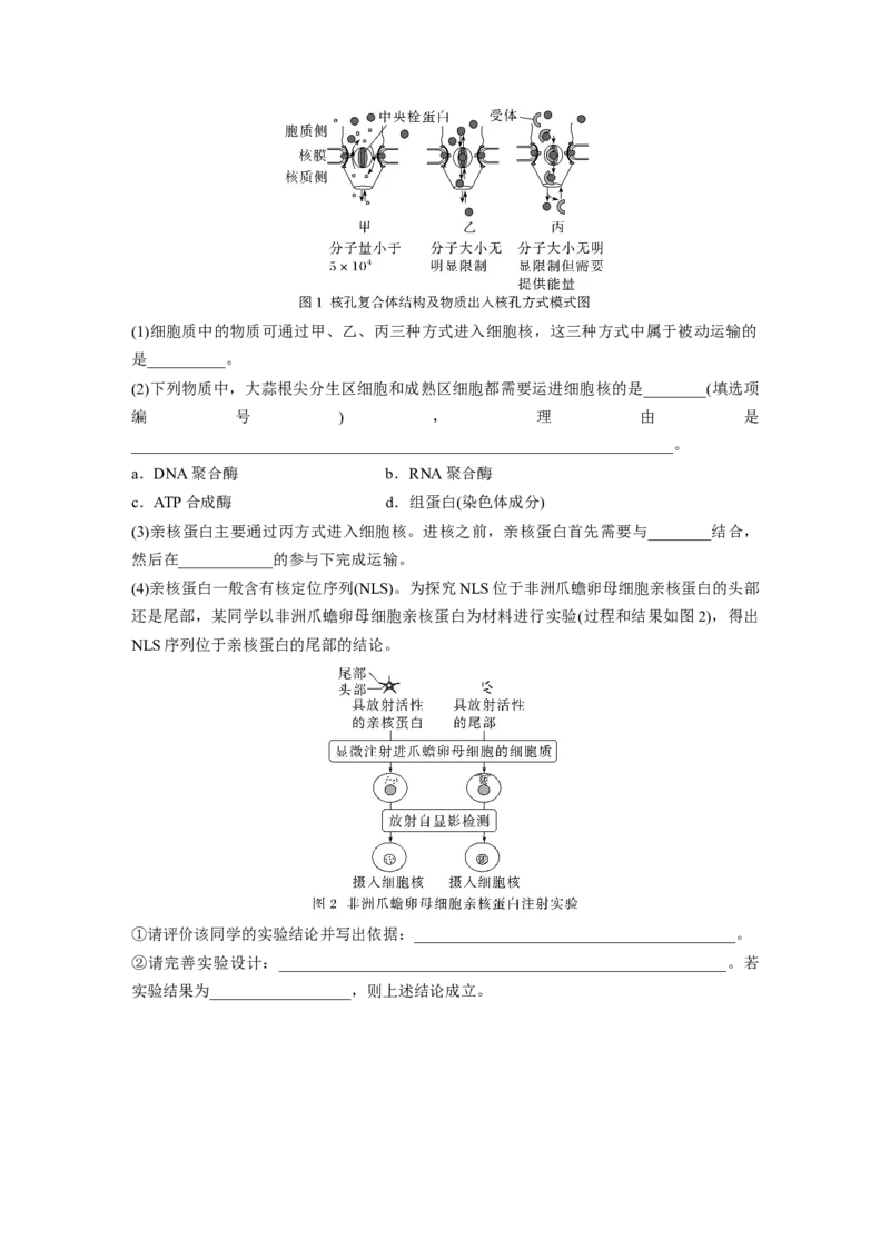 第2单元　课时练3　细胞核的结构和功能_2024年新高考资料_1.2024一轮复习_2024年高考生物一轮复习讲义（新人教版）_学生版在此文件夹_一轮复习69练