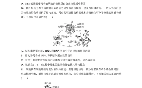 第2单元　课时练3　细胞核的结构和功能_2024年新高考资料_1.2024一轮复习_2024年高考生物一轮复习讲义（新人教版）_学生版在此文件夹_一轮复习69练