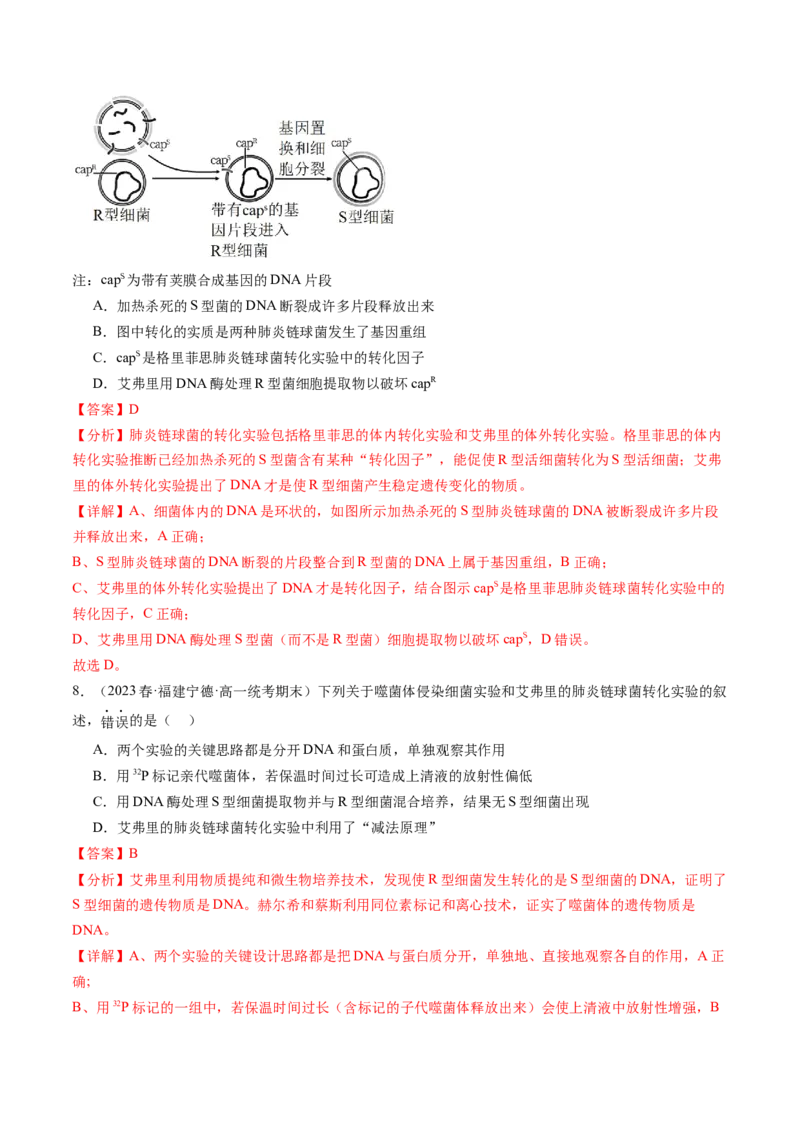 第20讲DNA是主要的遗传物质（练习）（解析版）_2024年新高考资料_1.2024一轮复习_2024年高考生物一轮复习讲练测（新教材新高考）