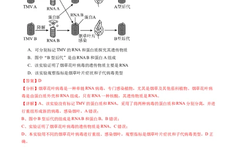 第20讲DNA是主要的遗传物质（练习）（解析版）_2024年新高考资料_1.2024一轮复习_2024年高考生物一轮复习讲练测（新教材新高考）