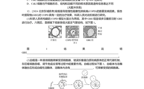 2025届高中生物学一轮复习检测案15　细胞的分化、衰老和死亡（含解析）_2025年新高考资料_一轮复习_2025届高中生物学一轮复习分层复习检测(含解析)