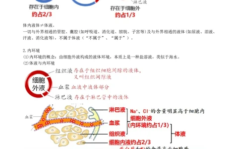 第25讲内环境与稳态（讲义）（教师版）_2024年新高考资料_1.2024一轮复习_2024年高考生物一轮复习讲练测（新教材新高考）