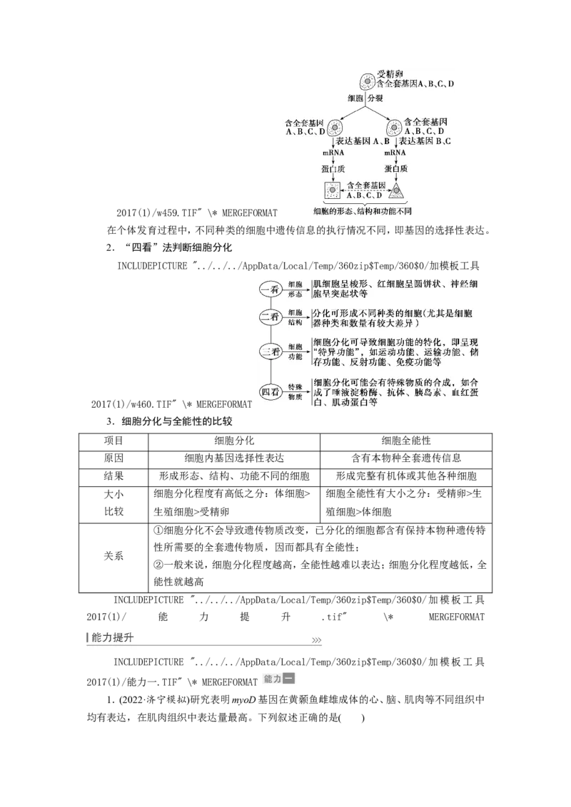 [12533083]高中生物一轮复习学案：第13讲　细胞的分化、衰老、凋亡与癌变_新高考复习资料_2023年新高考复习资料_一轮复习_精讲精练2023届新高考生物一轮复习学案
