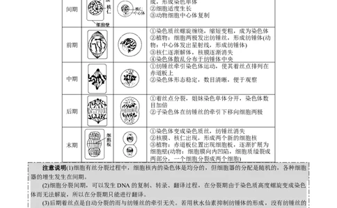 GKSW150_第10讲细胞的增殖-备战2022年高考生物一轮复习精品讲义（人教版）(原卷版)_新高考复习资料_2022年新高考复习资料_备战2022新高考生物一轮复习精品讲义（人教版）