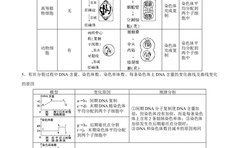 GKSW150_第10讲细胞的增殖-备战2022年高考生物一轮复习精品讲义（人教版）(原卷版)_新高考复习资料_2022年新高考复习资料_备战2022新高考生物一轮复习精品讲义（人教版）