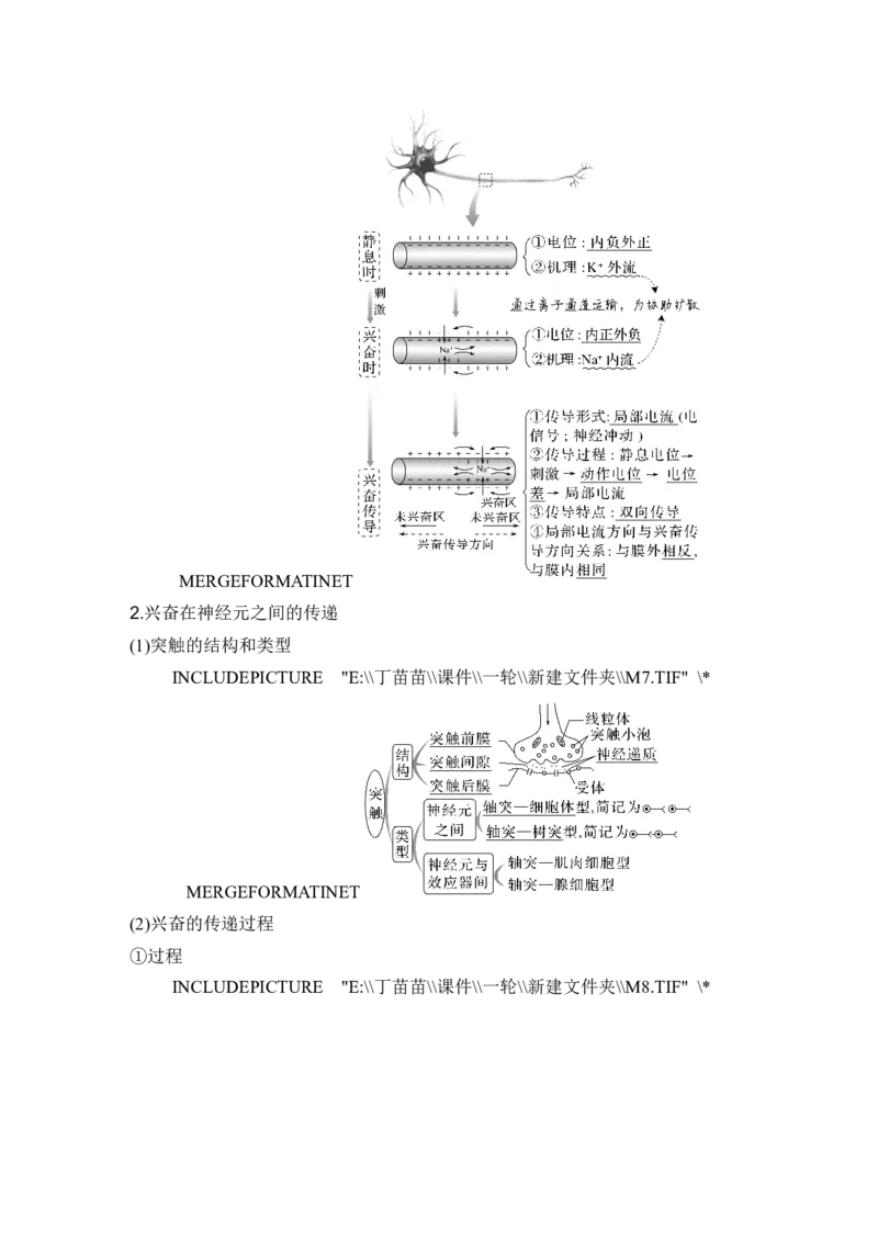 第23讲神经调节_2024年新高考资料_1.2024一轮复习_2024年高考生物一轮复习讲义（新人教版）_另附1套Word版题库_选择性必修1_第八单元稳态与调节