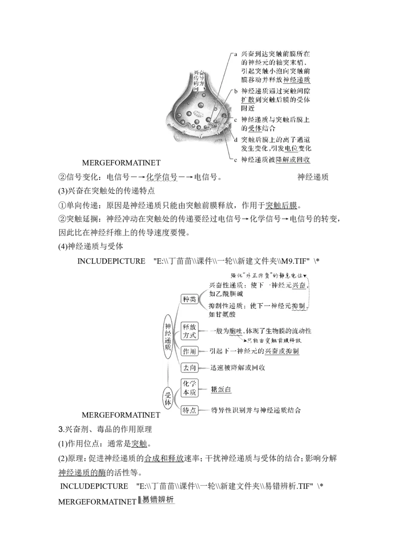 第23讲神经调节_2024年新高考资料_1.2024一轮复习_2024年高考生物一轮复习讲义（新人教版）_另附1套Word版题库_选择性必修1_第八单元稳态与调节
