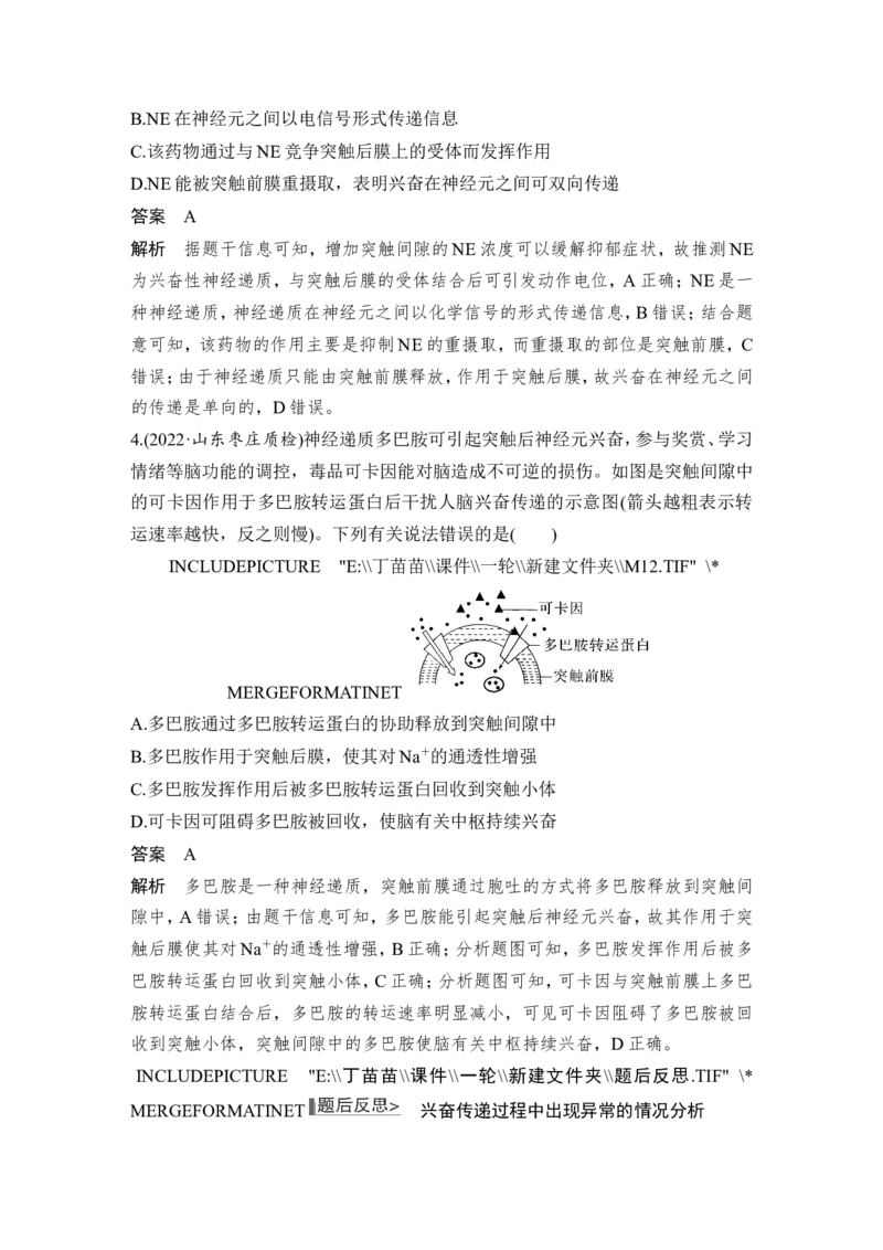 第23讲神经调节_2024年新高考资料_1.2024一轮复习_2024年高考生物一轮复习讲义（新人教版）_另附1套Word版题库_选择性必修1_第八单元稳态与调节