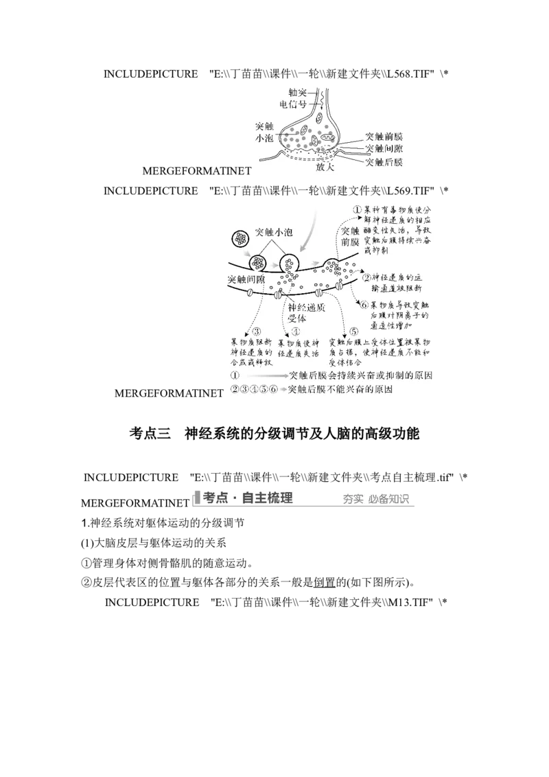 第23讲神经调节_2024年新高考资料_1.2024一轮复习_2024年高考生物一轮复习讲义（新人教版）_另附1套Word版题库_选择性必修1_第八单元稳态与调节