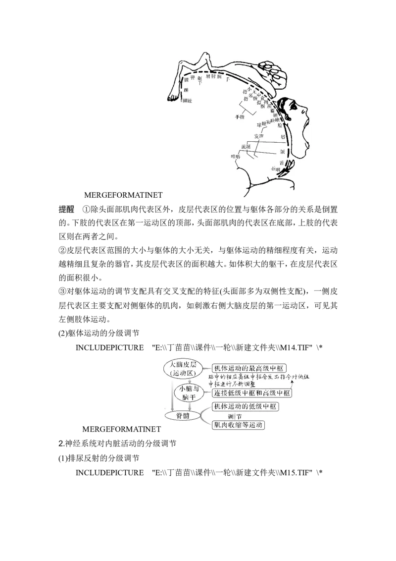 第23讲神经调节_2024年新高考资料_1.2024一轮复习_2024年高考生物一轮复习讲义（新人教版）_另附1套Word版题库_选择性必修1_第八单元稳态与调节
