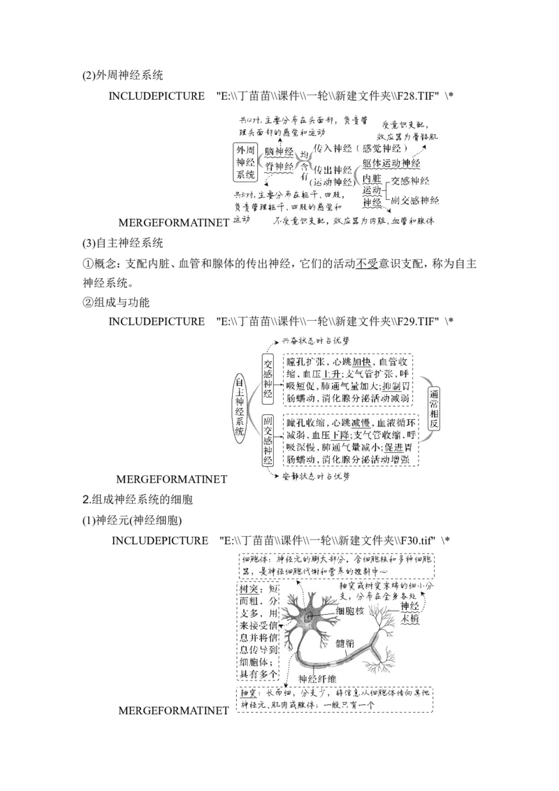 第23讲神经调节_2024年新高考资料_1.2024一轮复习_2024年高考生物一轮复习讲义（新人教版）_另附1套Word版题库_选择性必修1_第八单元稳态与调节