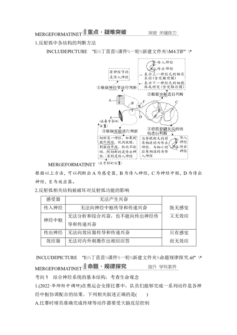 第23讲神经调节_2024年新高考资料_1.2024一轮复习_2024年高考生物一轮复习讲义（新人教版）_另附1套Word版题库_选择性必修1_第八单元稳态与调节