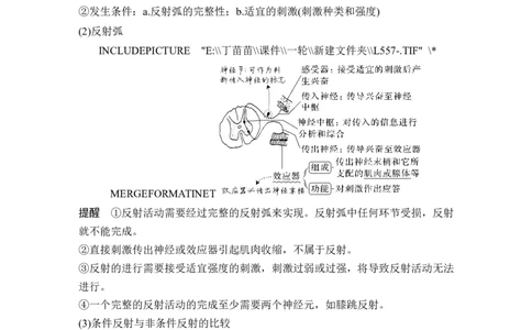 第23讲神经调节_2024年新高考资料_1.2024一轮复习_2024年高考生物一轮复习讲义（新人教版）_另附1套Word版题库_选择性必修1_第八单元稳态与调节