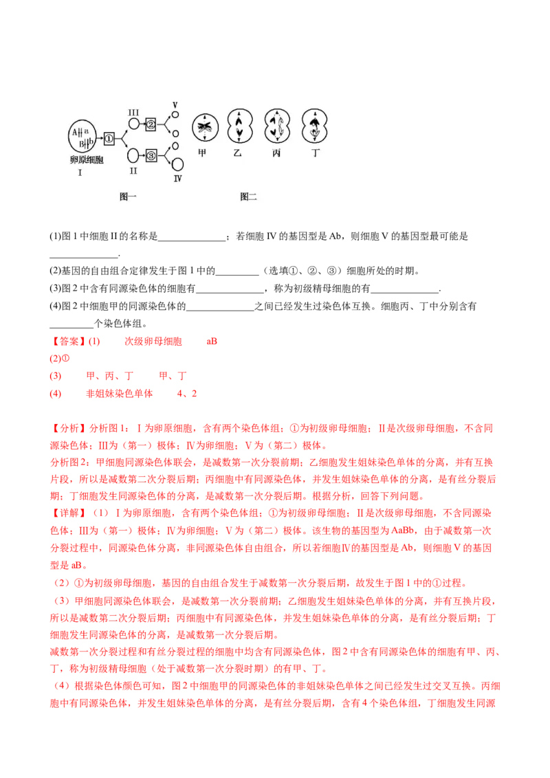 第13讲减数分裂和受精作用（练习）（解析版）_2024年新高考资料_1.2024一轮复习_2024年高考生物一轮复习讲练测（新教材新高考）