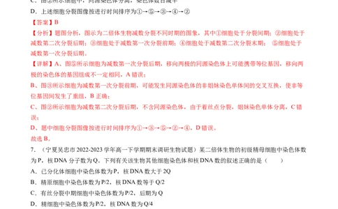 第13讲减数分裂和受精作用（练习）（解析版）_2024年新高考资料_1.2024一轮复习_2024年高考生物一轮复习讲练测（新教材新高考）