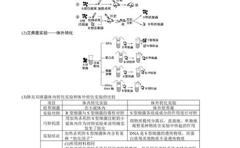 GKSW150_第17讲遗传的物质基础-备战2022年高考生物一轮复习精品讲义（人教版）(原卷版)_新高考复习资料_2022年新高考复习资料_备战2022新高考生物一轮复习精品讲义（人教版）