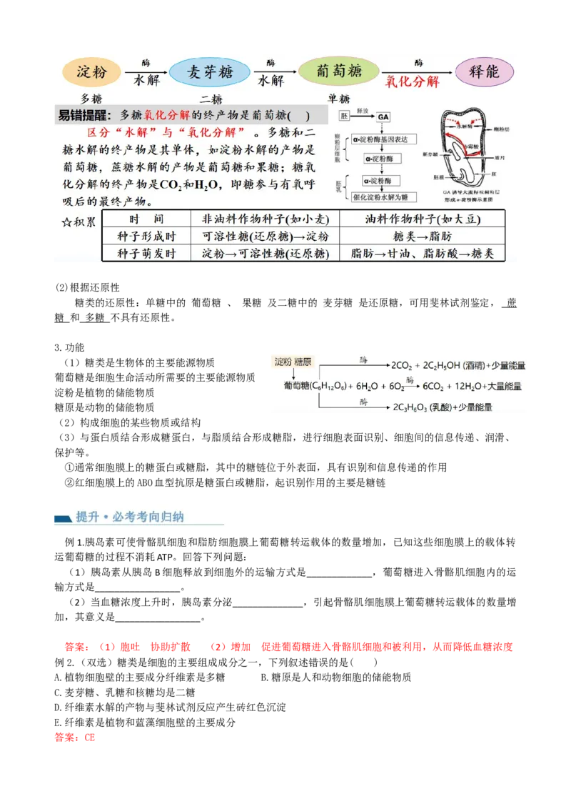第3讲糖类和脂质（讲义）（教师版）_2024年新高考资料_1.2024一轮复习_2024年高考生物一轮复习讲练测（新教材新高考）