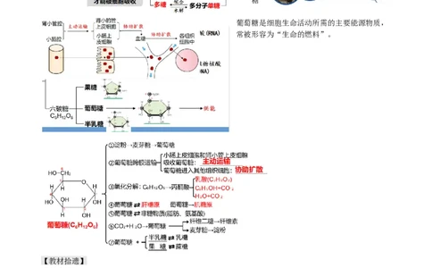 第3讲糖类和脂质（讲义）（教师版）_2024年新高考资料_1.2024一轮复习_2024年高考生物一轮复习讲练测（新教材新高考）