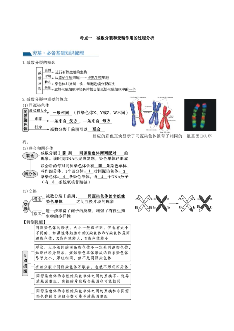 第13讲减数分裂和受精作用（讲义）（学生版）_2024年新高考资料_1.2024一轮复习_2024年高考生物一轮复习讲练测（新教材新高考）