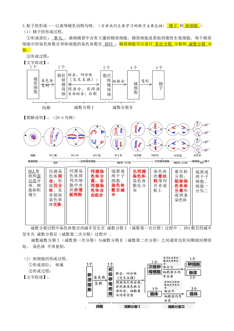 第13讲减数分裂和受精作用（讲义）（学生版）_2024年新高考资料_1.2024一轮复习_2024年高考生物一轮复习讲练测（新教材新高考）