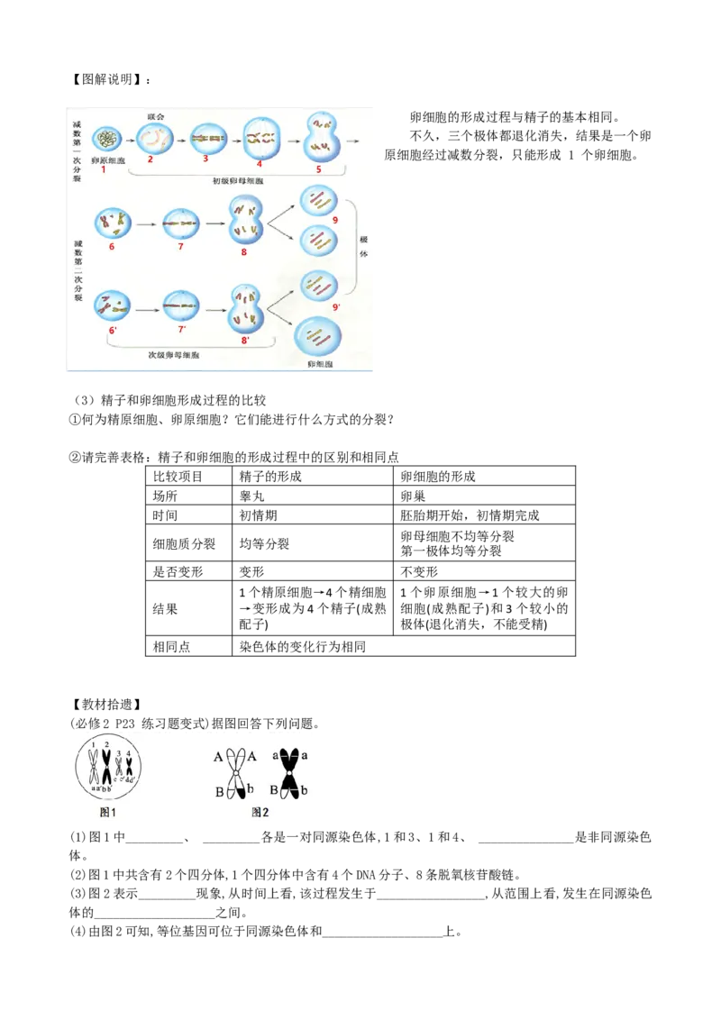 第13讲减数分裂和受精作用（讲义）（学生版）_2024年新高考资料_1.2024一轮复习_2024年高考生物一轮复习讲练测（新教材新高考）