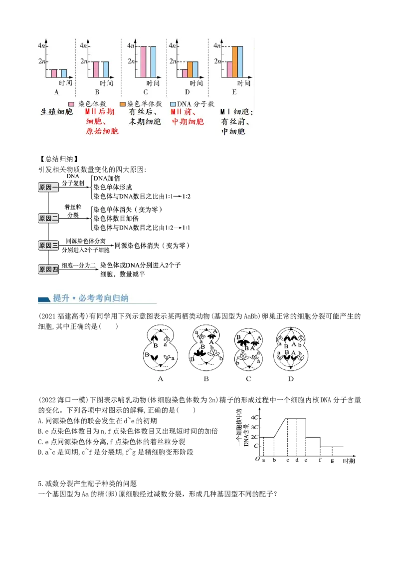 第13讲减数分裂和受精作用（讲义）（学生版）_2024年新高考资料_1.2024一轮复习_2024年高考生物一轮复习讲练测（新教材新高考）