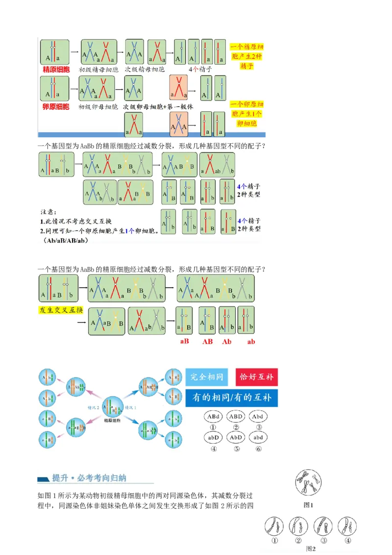 第13讲减数分裂和受精作用（讲义）（学生版）_2024年新高考资料_1.2024一轮复习_2024年高考生物一轮复习讲练测（新教材新高考）