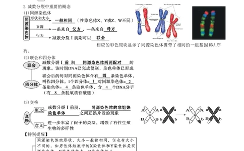 第13讲减数分裂和受精作用（讲义）（学生版）_2024年新高考资料_1.2024一轮复习_2024年高考生物一轮复习讲练测（新教材新高考）