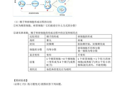 第13讲减数分裂和受精作用（讲义）（学生版）_2024年新高考资料_1.2024一轮复习_2024年高考生物一轮复习讲练测（新教材新高考）