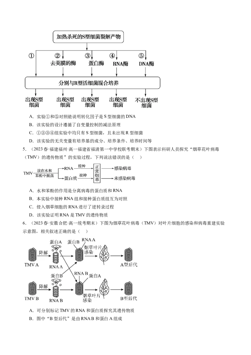 第20讲DNA是主要的遗传物质（练习）（原卷版）_2024年新高考资料_1.2024一轮复习_2024年高考生物一轮复习讲练测（新教材新高考）