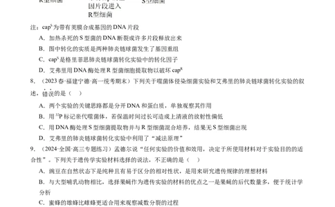 第20讲DNA是主要的遗传物质（练习）（原卷版）_2024年新高考资料_1.2024一轮复习_2024年高考生物一轮复习讲练测（新教材新高考）