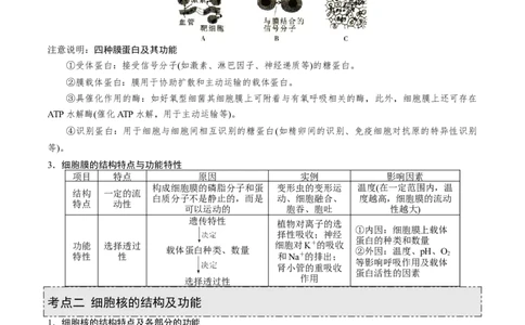 GKSW150_第4讲细胞膜及细胞核-备战2022年高考生物一轮复习精品讲义（人教版）(解析版)_新高考复习资料_2022年新高考复习资料_备战2022新高考生物一轮复习精品讲义（人教版）