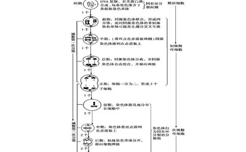 GKSW150_第12讲减数分裂与受精作用-备战2022年高考生物一轮复习精品讲义（人教版）(解析版)_新高考复习资料_2022年新高考复习资料_备战2022新高考生物一轮复习精品讲义（人教版）