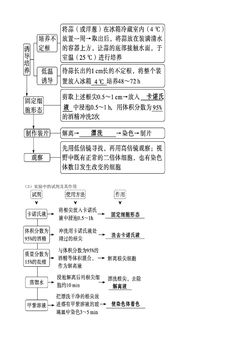 第23讲生物的变异（讲义）（学生版）_2024年新高考资料_1.2024一轮复习_2024年高考生物一轮复习讲练测（新教材新高考）