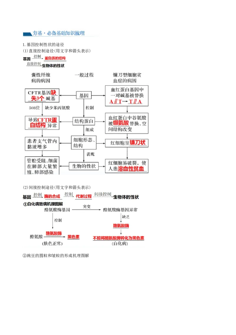 第22讲基因的表达、基因与性状的关系（讲义）（学生版）_2024年新高考资料_1.2024一轮复习_2024年高考生物一轮复习讲练测（新教材新高考）