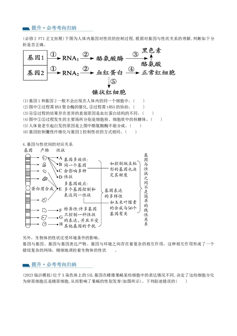 第22讲基因的表达、基因与性状的关系（讲义）（学生版）_2024年新高考资料_1.2024一轮复习_2024年高考生物一轮复习讲练测（新教材新高考）
