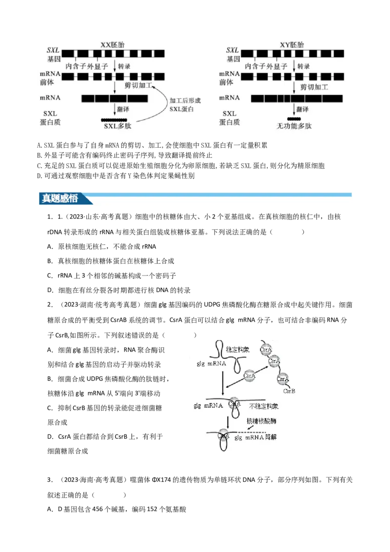 第22讲基因的表达、基因与性状的关系（讲义）（学生版）_2024年新高考资料_1.2024一轮复习_2024年高考生物一轮复习讲练测（新教材新高考）