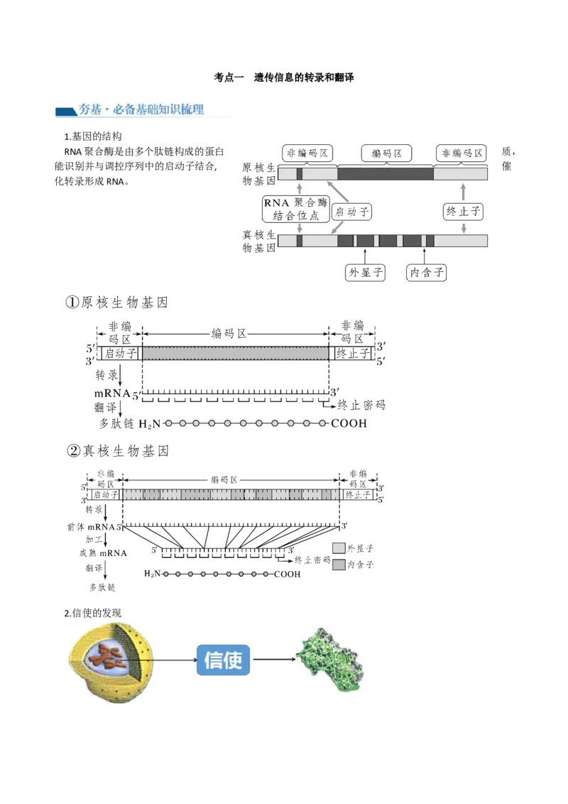 第22讲基因的表达、基因与性状的关系（讲义）（学生版）_2024年新高考资料_1.2024一轮复习_2024年高考生物一轮复习讲练测（新教材新高考）
