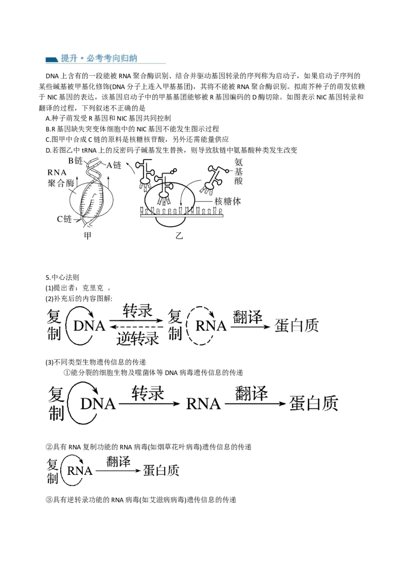 第22讲基因的表达、基因与性状的关系（讲义）（学生版）_2024年新高考资料_1.2024一轮复习_2024年高考生物一轮复习讲练测（新教材新高考）