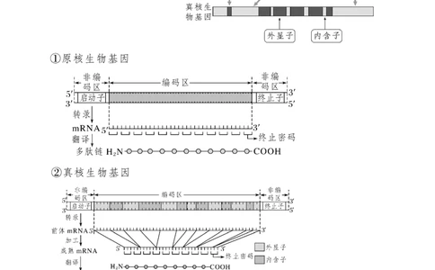 第22讲基因的表达、基因与性状的关系（讲义）（学生版）_2024年新高考资料_1.2024一轮复习_2024年高考生物一轮复习讲练测（新教材新高考）