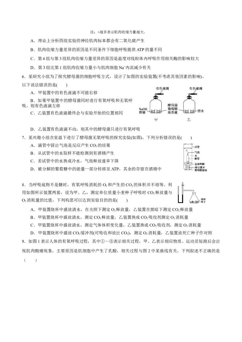 GKSW150_第8讲细胞呼吸-备战2022年高考生物一轮复习精品讲义（人教版）(原卷版)_新高考复习资料_2022年新高考复习资料_备战2022新高考生物一轮复习精品讲义（人教版）