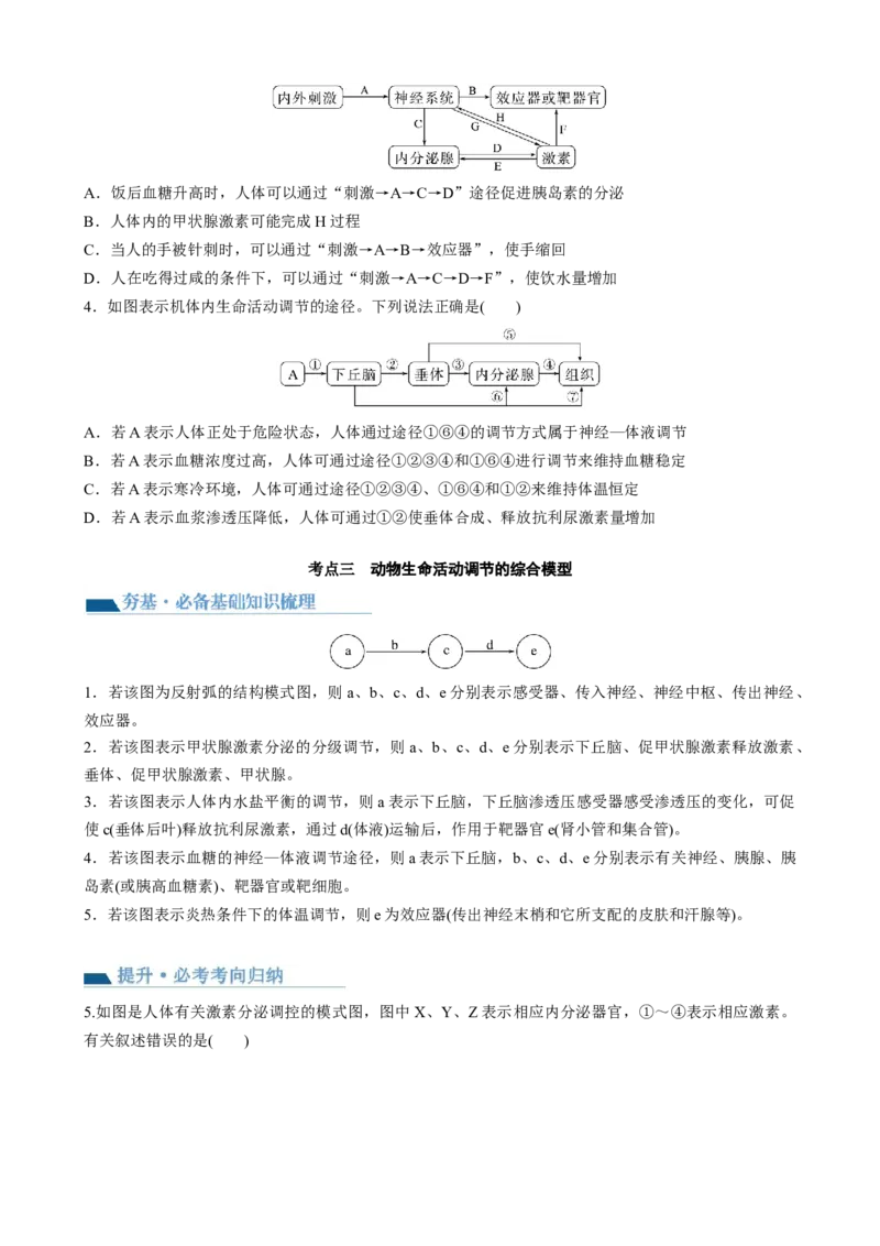 第31讲动物生命活动调节的综合分析（讲义）（学生版）_2024年新高考资料_1.2024一轮复习_2024年高考生物一轮复习讲练测（新教材新高考）