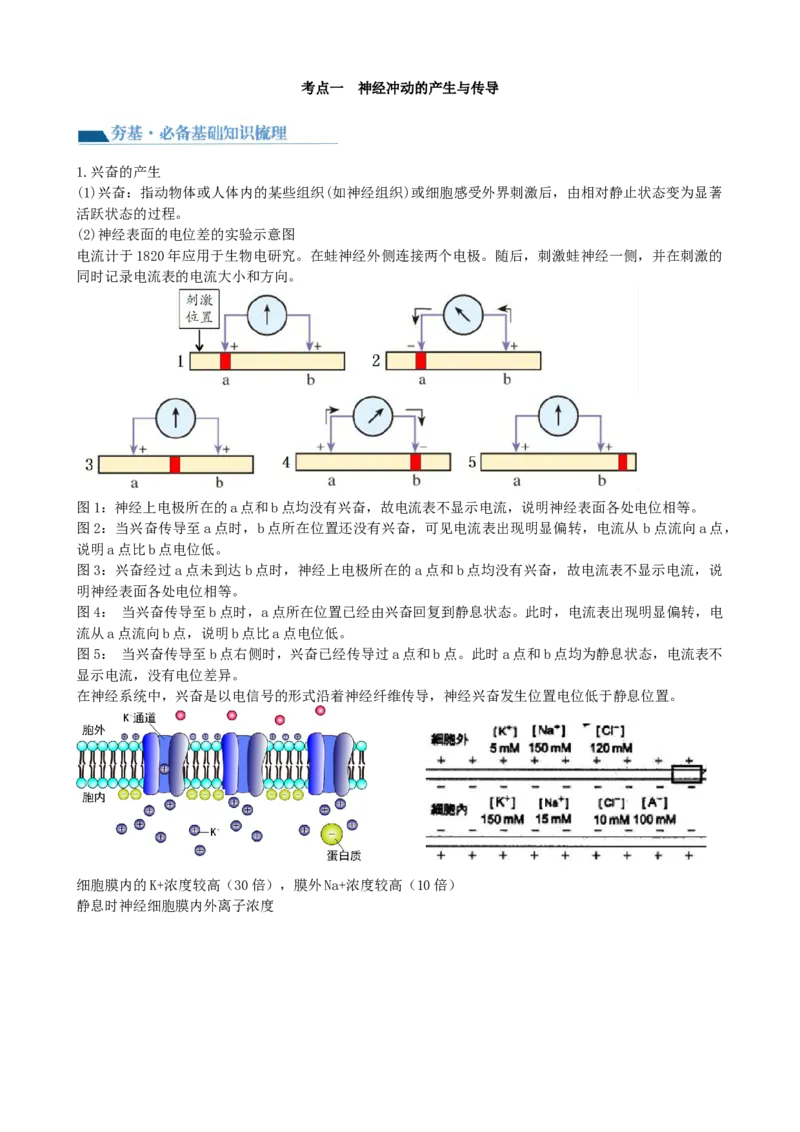 第26.2讲神经冲动的产生、传导和传递（讲义）（教师版）_2024年新高考资料_1.2024一轮复习_2024年高考生物一轮复习讲练测（新教材新高考）